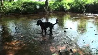 Pippa at Aberbran May 2012