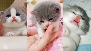 Baby Cats Cute Tiktok Compilation