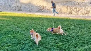 Outdoor Zoooomies 💨