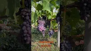 Виноград Найт Бьюти (Ночная красавица) #виноград #донецк