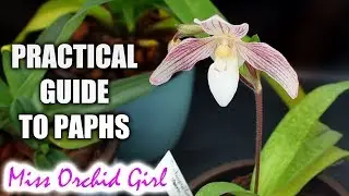 Practical guide to growing Paphiopedilum Orchids