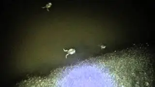 Spadefoot toad mating call