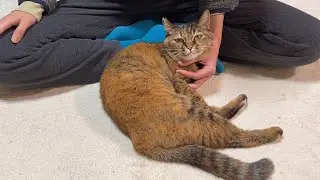 かまちょアピールをしつこくしまくれば絶対構ってくれると確信した顔してきた