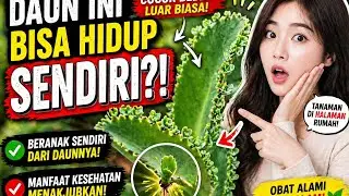This Leaf Can GROW ITSELF?! The Hidden Health Benefits of Kalanchoe 😱