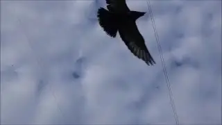 Тише радибога тише голуби целуются на крыше