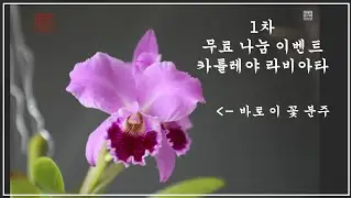 1차 무료나눔 이벤트 / 화이 난초 이야기
