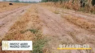 гузапоя