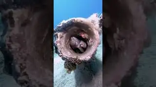 Мурены | Moray eel