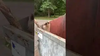 Raccoon Rescue #animals #trashpanda #raccoon