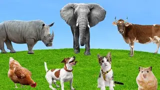 Animal Sounds - Dog, Chicken, Cow, Elephant, Rhinoceros - Familiar Animals