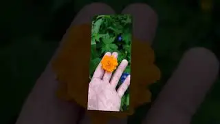 Каракольские озёра
