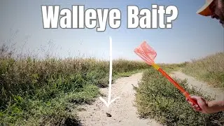 Frogging Walleyes (A First Attempt)