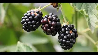 Эта ягода - черное золото! ЕЖЕВИКА: польза и применение