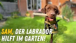 Ich RETTE meinen Rasen! 😲 Sam Labrador im Einsatz 🚨