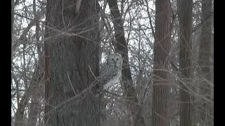 Длиннохвостая неясыть в Зеленом городе 26.03.2018 г.