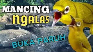 Suara pleci gacor Untuk mancing Pleci lain Gar cepat Ngalas !! Terapi air pleci terbaru
