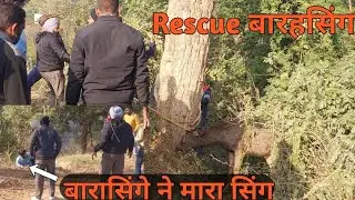 नहर मे से 2 बारहसिंगो को निकाला।। Rescue 2 barasinga..sardarji ..pb 12 wale...