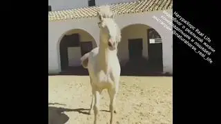 Доброе утро от НатураХорс Real Life