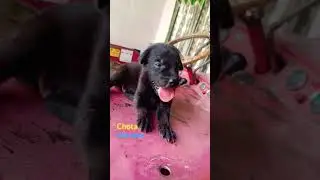 Cute German puppy|| ritik dog kennel||#doglover #shortfeed #shorts
