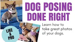 Take Amazing Photos of Your Dogs, Secrets to Captivating Your Dog for the Best Pictures, How To