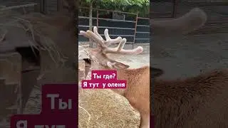 ты где? Я тут у оленя #юмор #османовагульнара