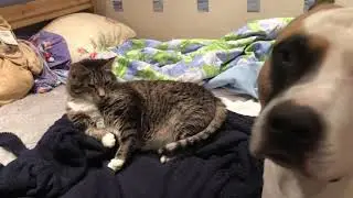 Злая собака пристает к коту
