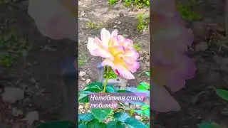 Теперь спустя три года я её очень люблю