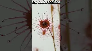Australian carnivorous plant drowns fly with its fluid #shorts
