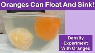 Does An Orange Sink Or Float? - Density Experiment With Oranges