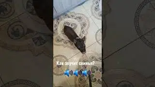 Опять орёт 