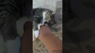 КОШКА, КОТОРАЯ ЛИЖИТ РУКИ В БЛАГОДАРНОСТЬ. 💕🔥