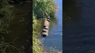 Черепашьи качели | Приколы