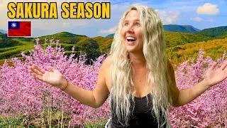 SAKURA SEASON in YANGMINGSHAN NATIONAL PARK! (New Taipei City, Taiwan)