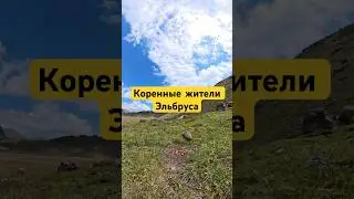 Жители Эльбруса. #эльбрус #горы #приключения #путешествия #суслик #отпуск