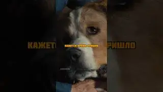 Усыпили собачку 😢 