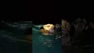 Swimming with dogs at night