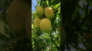 Backyard Fruit Photography #shorts
