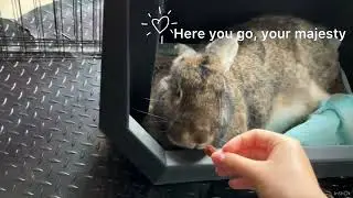 Bunny requires treats