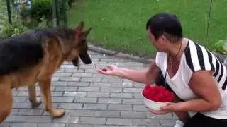 Алла,Лео и малика для ЮТ