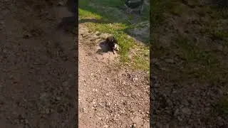 Соседская белочка бесится