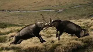 Un año fotografiando fauna con Fujifilm, con Vícto<script data-cfasync=