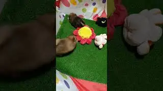 девочка и мальчик шпицедетки