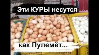 Awesome laying hens! Breeding laying hens - hens hisex brown