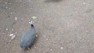 Птицы в Парке Батуми