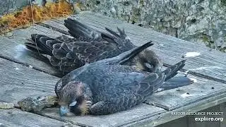 Great Spirit Bluff Falcons  💖 Thomas B/59 and Kami P/59 (explore.org 06 17 2023)