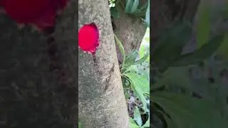 Grafted fruit trees