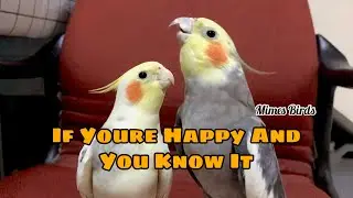 Cockatiel Singing If Youre Happy And You Know It