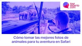 ¿Cómo tomar las mejores fotos de animales para tu aventura en Safari?