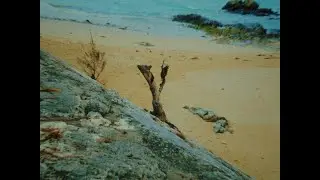 Chill n Trippy video -