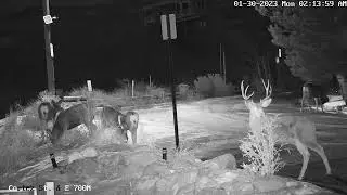 Deer fight!